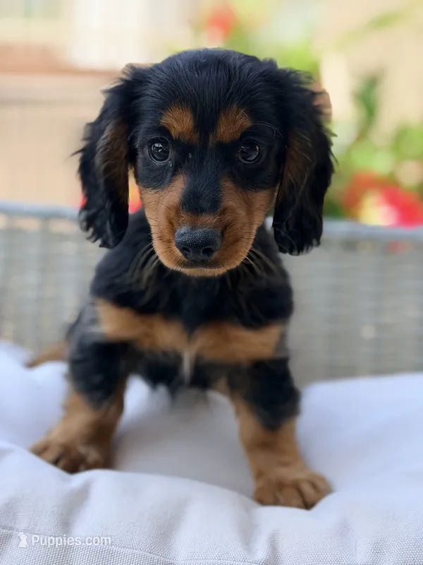 Bentley – Miniature Dachshund puppy for sale in Addison, IL