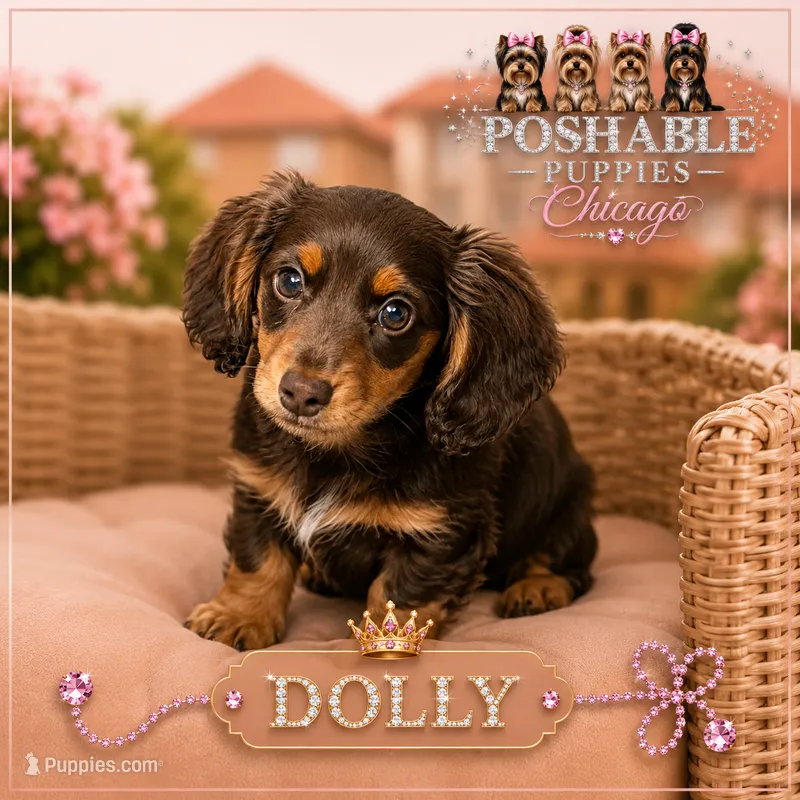 AKC Dolly – Miniature Dachshund puppy for sale in Addison, IL