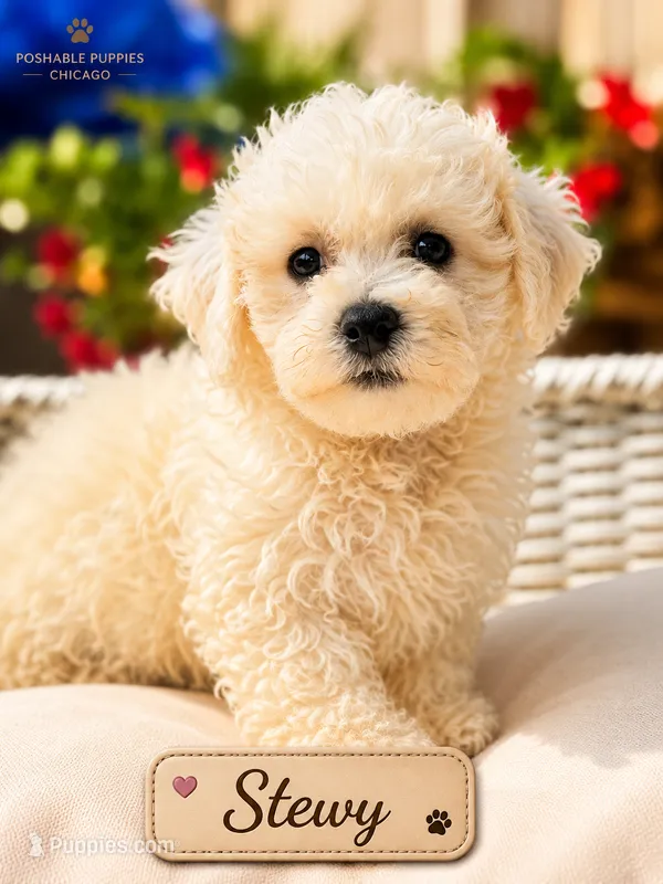 Stewy – Bichon Frise puppy for sale in Addison, IL