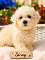 Stewy, a male Bichon Frise for sale in Addison, IL – 1 of 1