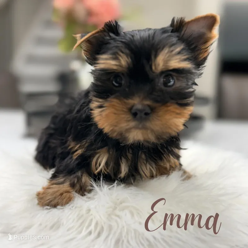 Emma, a female Yorkshire Terrier for sale in Addison, IL – Photo 1 of 1