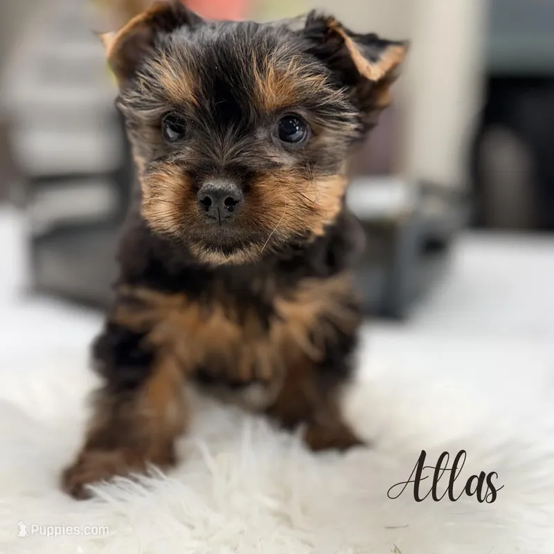 Atlas, a male Yorkshire Terrier for sale in Addison, IL – Photo 1 of 1