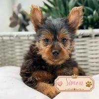 Simon, a male Yorkshire Terrier for sale in Addison, IL – 1 of 1