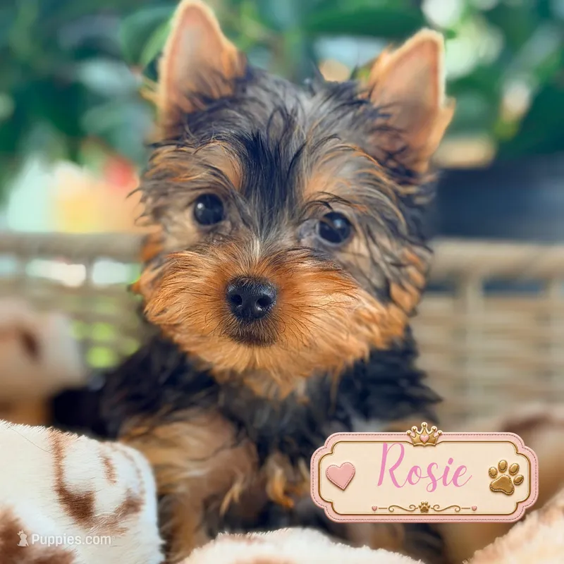 Rosie – Yorkshire Terrier puppy for sale in Addison, IL