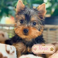 Rosie, a female Yorkshire Terrier for sale in Addison, IL – 1 of 1