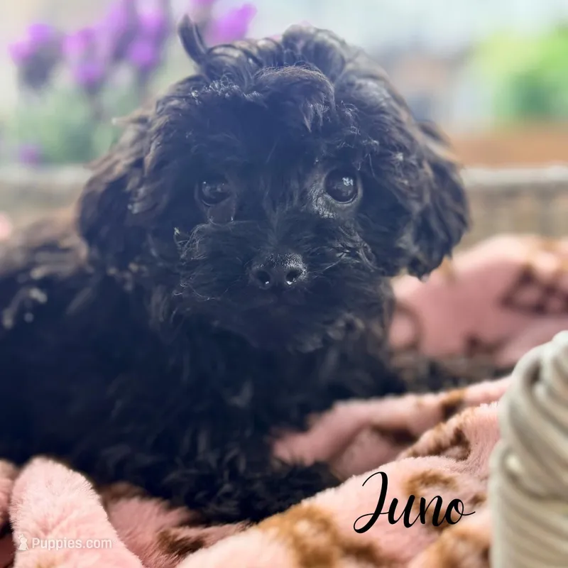 Juno – Yorkipoo puppy for sale in Addison, IL