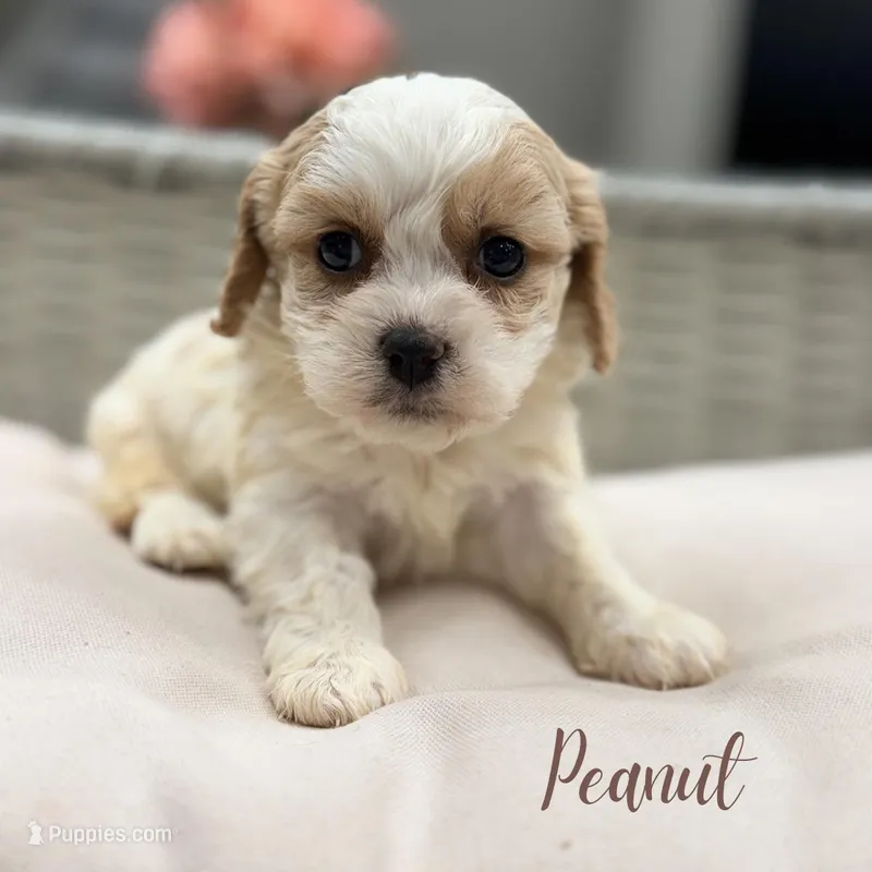 Peanut – Cavapoo puppy for sale in Addison, IL