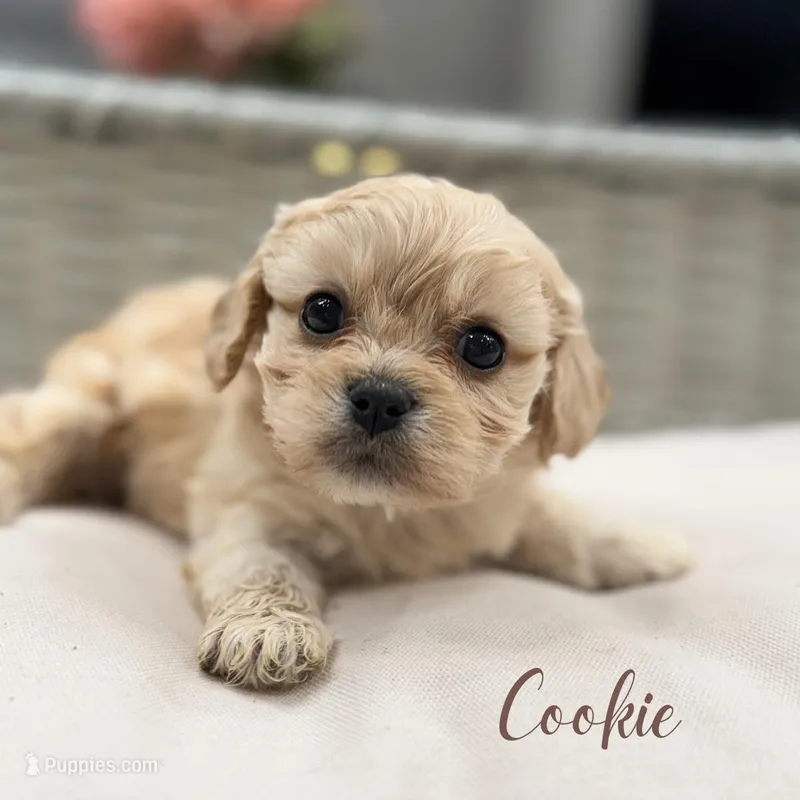 Cookie  – Cavapoo puppy for sale in Addison, IL