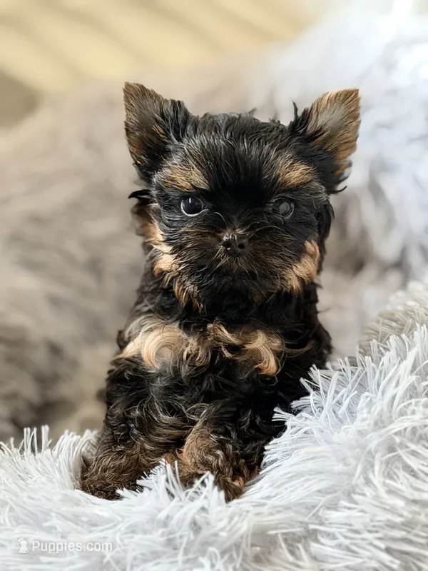Hazel  – Yorkshire Terrier puppy for sale in Addison, IL