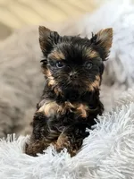 Hazel , a female Yorkshire Terrier for sale in Addison, IL – 1 of 3