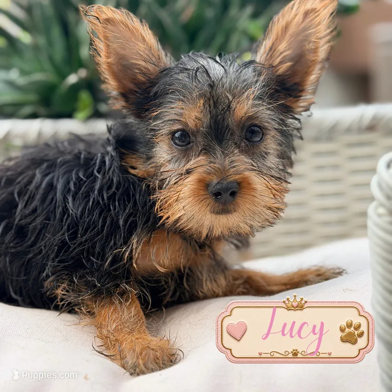 Lucy – Yorkshire Terrier puppy for sale in Addison, IL