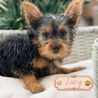 Lucy, a female Yorkshire Terrier for sale in Addison, IL – 1 of 1