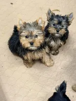 Kezia, a female Yorkshire Terrier for sale in Addison, IL – Photo 2 of 2