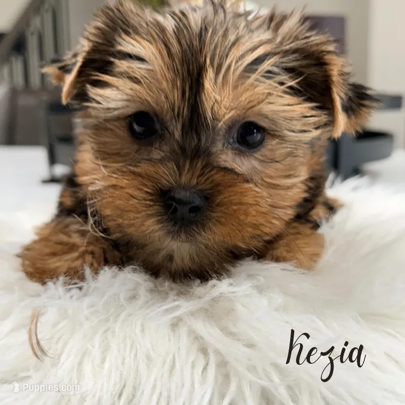 Liza, a female Yorkshire Terrier for sale in Addison, IL – Photo 1 of 1