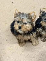 Kezia, a female Yorkshire Terrier for sale in Addison, IL – Photo 1 of 2