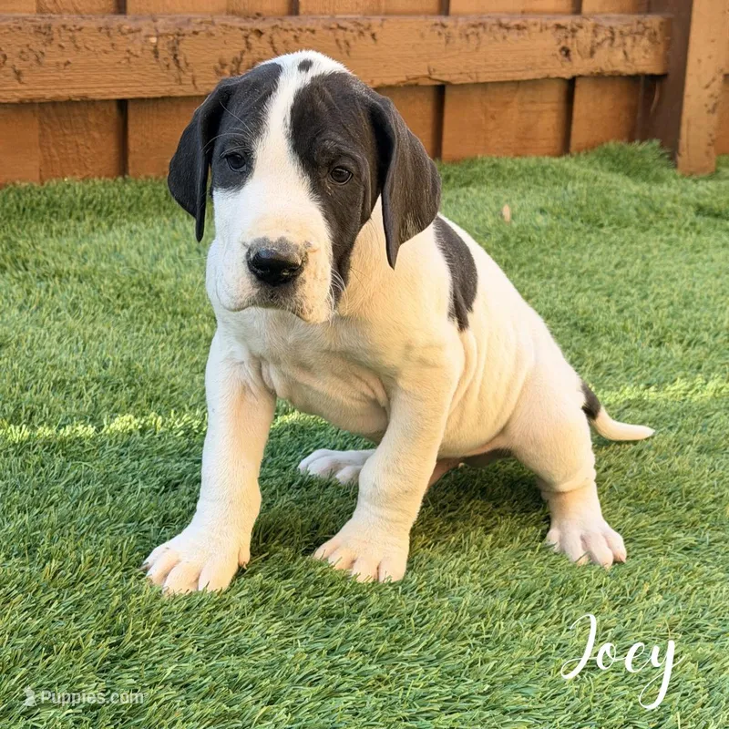 Joey – Great Dane puppy for sale in Addison, IL
