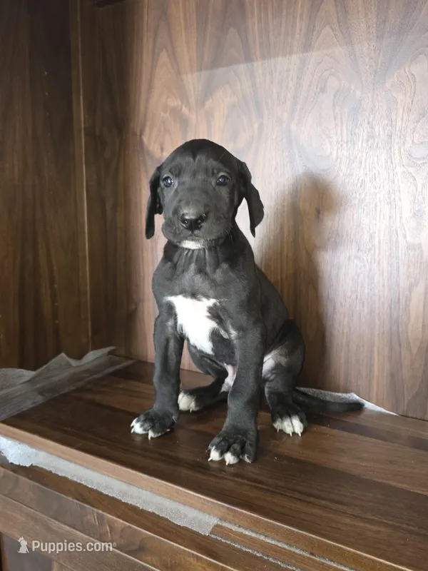 Jack – Great Dane puppy for sale in Addison, IL