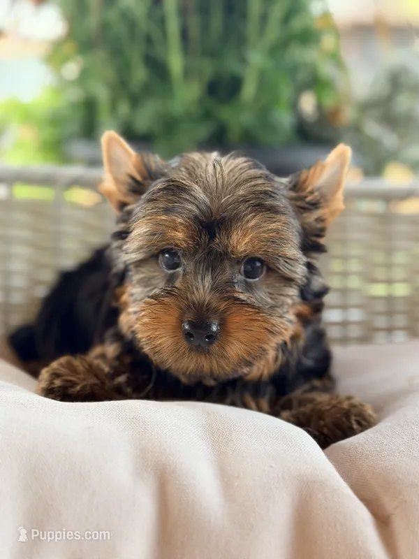 Nugget – Yorkshire Terrier puppy for sale in Addison, IL