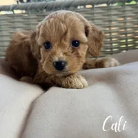 Cali, a female Cavapoo for sale in Addison, IL – 1 of 1