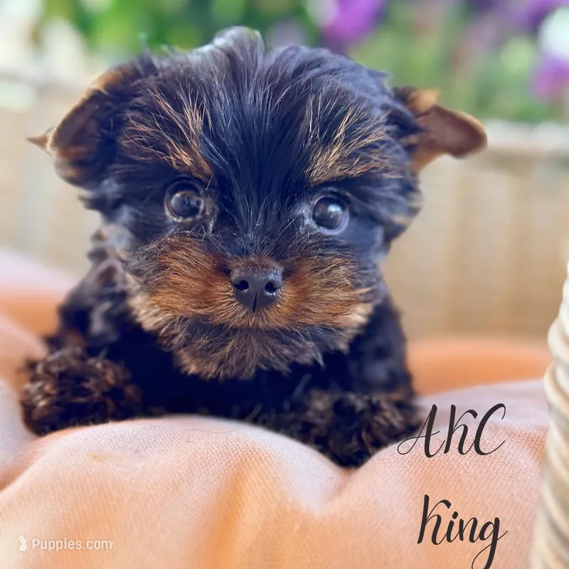 AKC King  – Yorkshire Terrier puppy for sale in Addison, IL