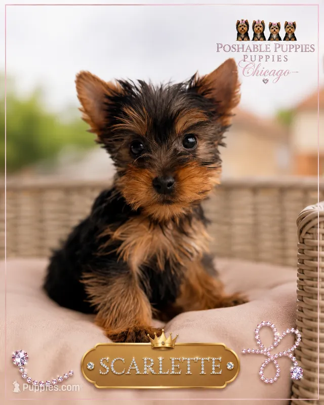 Scarlette  – Yorkshire Terrier puppy for sale in Addison, IL