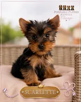 Scarlette , a female Yorkshire Terrier for sale in Addison, IL – 1 of 1