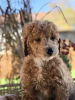 Jimmy, a male Poodle - Miniature  for sale in Addison, IL – 3 of 3