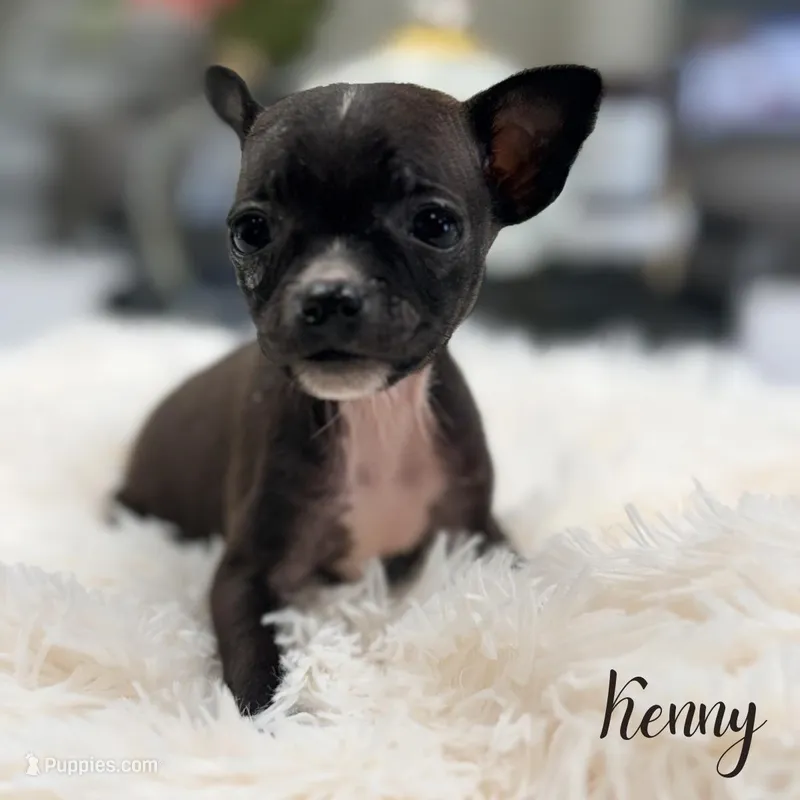 Kenny – Chihuahua puppy for sale in Addison, IL