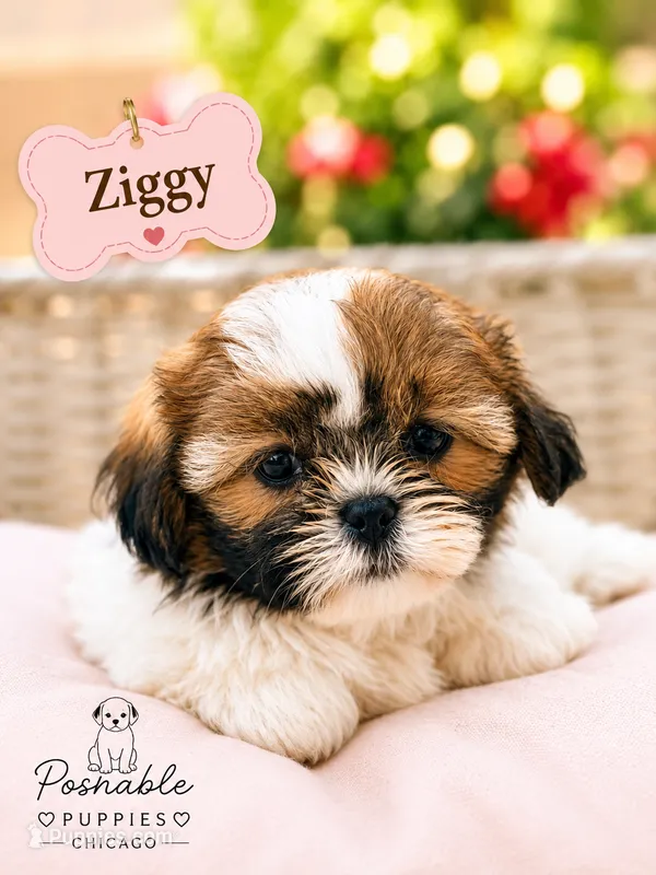 Ziggy – Shih Tzu puppy for sale in Addison, IL