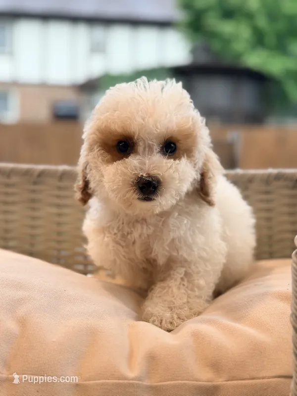 Angie – Poodle - Miniature  puppy for sale in Addison, IL