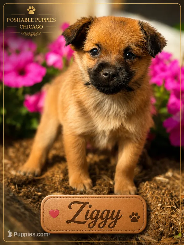 Ziggy – Pomeranian, Yorkshire Terrier puppy for sale in Addison, IL