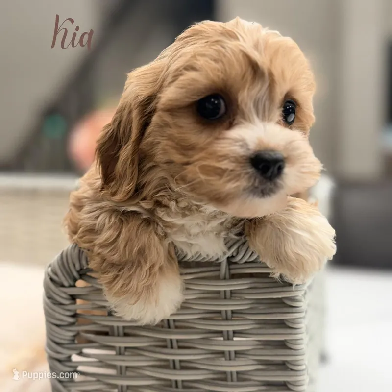 Kia – Cavapoo puppy for sale in Addison, IL