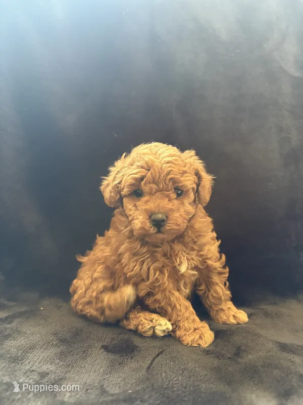 Bunnie – Poodle - Toy  puppy for sale in Addison, IL
