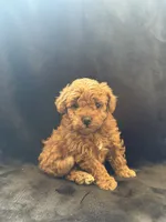 Bunnie, a female Poodle - Toy  for sale in Addison, IL – 1 of 3