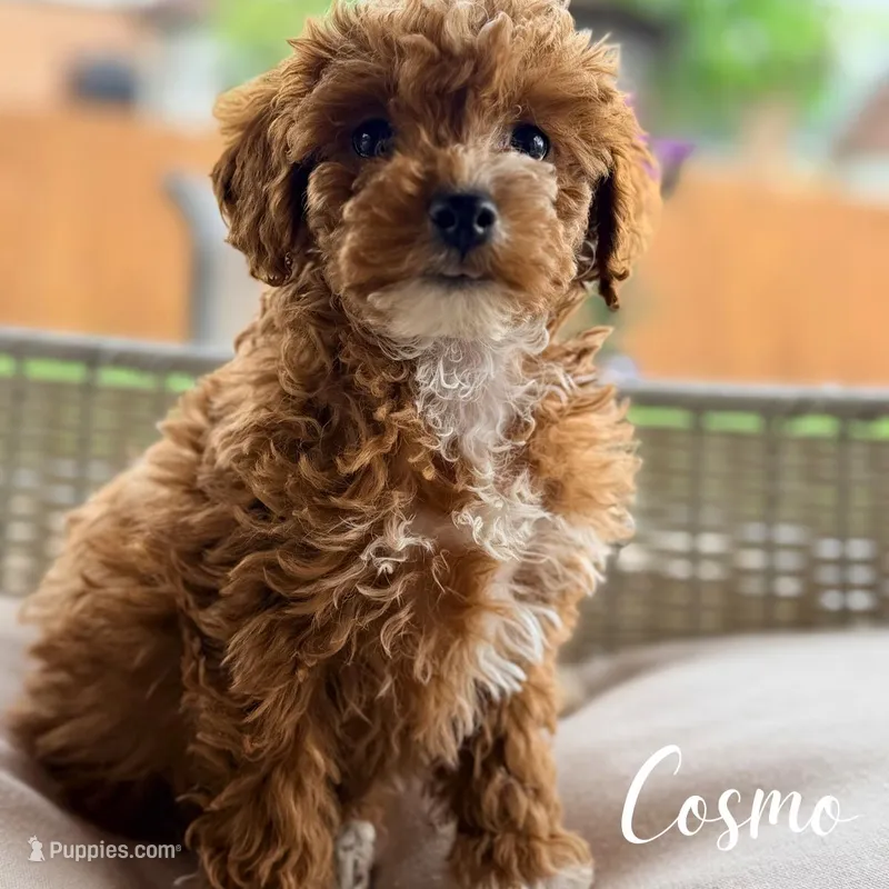 Cosmo, a male Poodle - Miniature  for sale in Addison, IL – 1 of 1