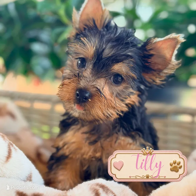 Tally – Yorkshire Terrier puppy for sale in Addison, IL