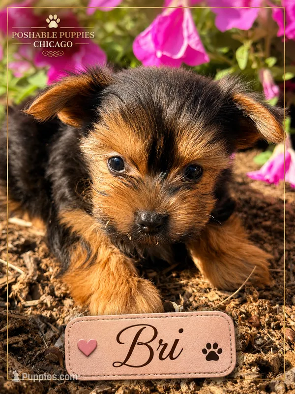 Bri – Yorkshire Terrier puppy for sale in Addison, IL