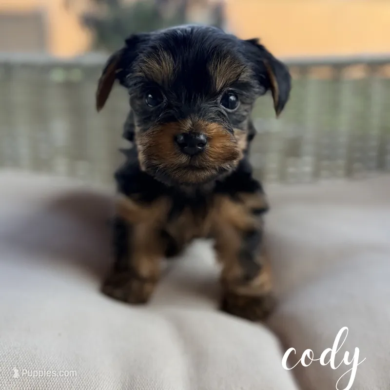 Cody – Yorkshire Terrier puppy for sale in Addison, IL