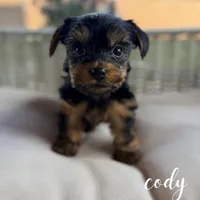 Cody, a male Yorkshire Terrier for sale in Addison, IL – 1 of 1