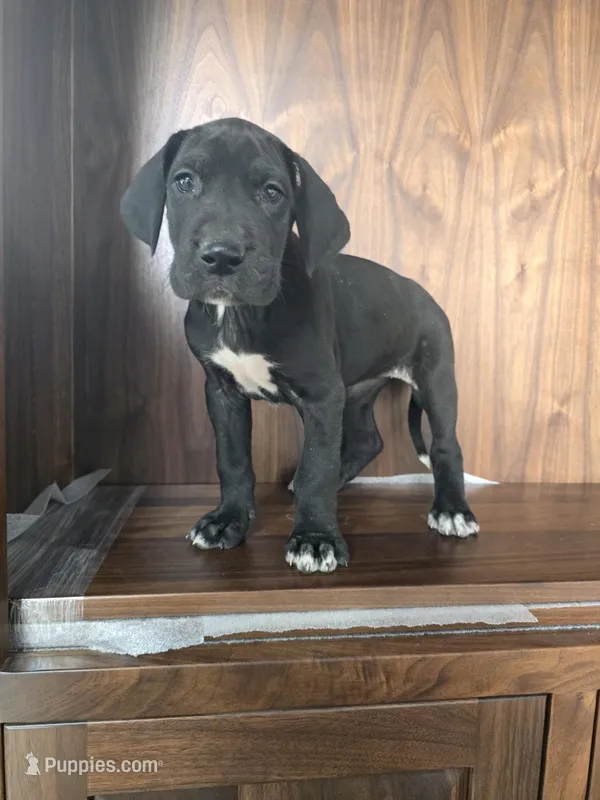 Molly – Great Dane puppy for sale in Addison, IL