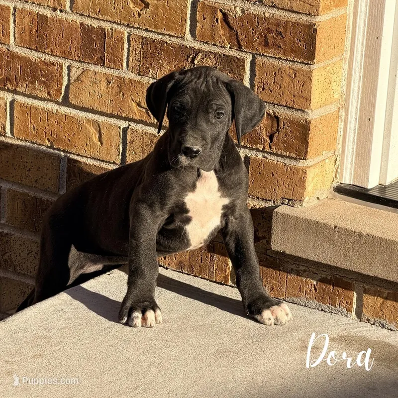 Dora – Great Dane puppy for sale in Addison, IL