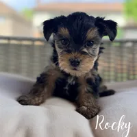 Rocky, a male Yorkshire Terrier for sale in Addison, IL – 1 of 1