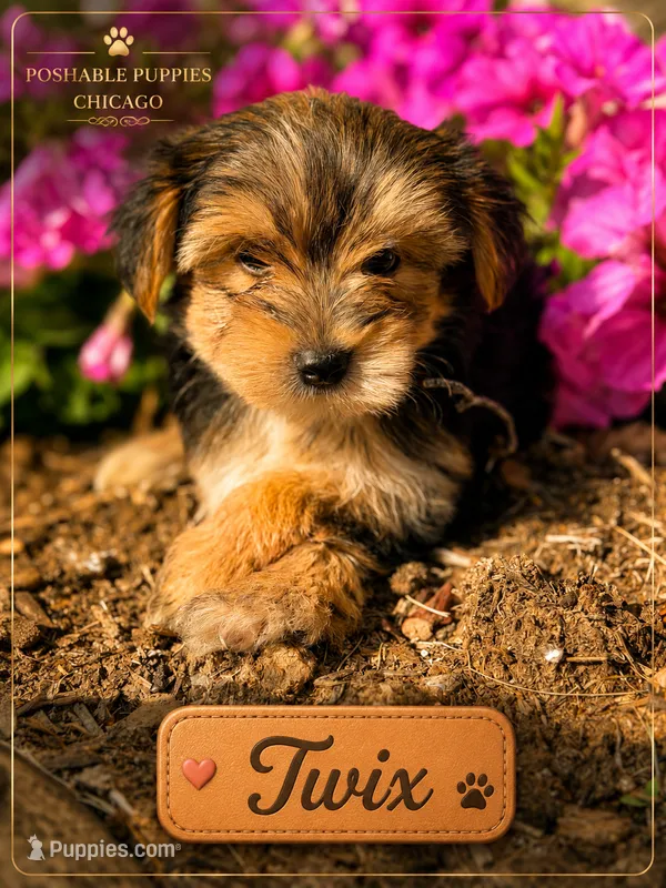 Twix – Yorkshire Terrier puppy for sale in Addison, IL