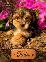 Twix, a male Yorkshire Terrier for sale in Addison, IL – 1 of 1