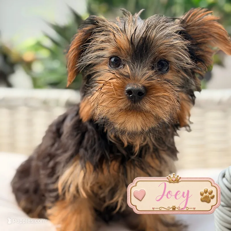 Joey – Yorkshire Terrier puppy for sale in Addison, IL