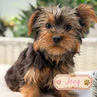 Joey, a male Yorkshire Terrier for sale in Addison, IL – 1 of 1