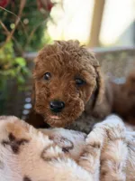 Dakota , a male Poodle - Miniature  for sale in Addison, IL – 1 of 1