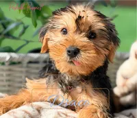 Draco, a male Yorkshire Terrier for sale in Addison, IL – 1 of 1