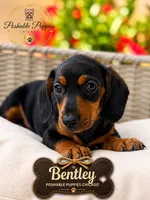 Bentley, a male Miniature Dachshund for sale in Addison, IL – 2 of 2
