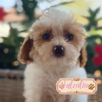 Valentino, a male Cavapoo for sale in Addison, IL – 1 of 1